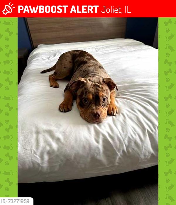 Lost Male Dog last seen Heritage Dr Joliet, IL 60435, Joliet, IL 60435