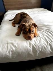 Lost Male Dog last seen Heritage Dr Joliet, IL 60435, Joliet, IL 60435