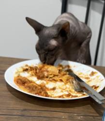 Reunited Male Cat last seen Eton Ave, Los Angeles, CA 91304