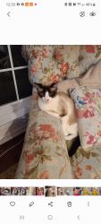 Reunited Male Cat last seen Glenmont & Anderson, Houston, TX 77081