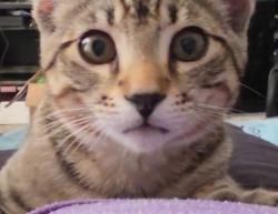 Found/Stray Male Cat last seen Heron street Salem, Marion County, OR 97305