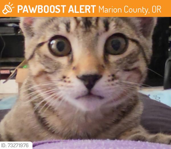 Found/Stray Male Cat last seen Heron street Salem, Marion County, OR 97305
