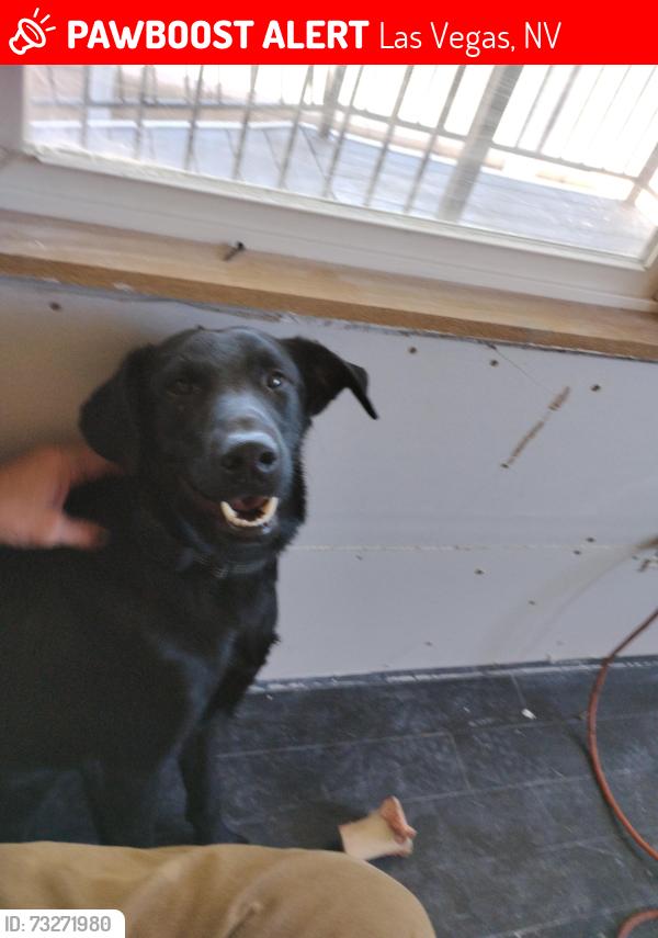 Lost Male Dog last seen Nellis di, Las Vegas, NV 89122
