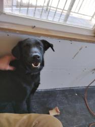 Lost Male Dog last seen Nellis di, Las Vegas, NV 89122