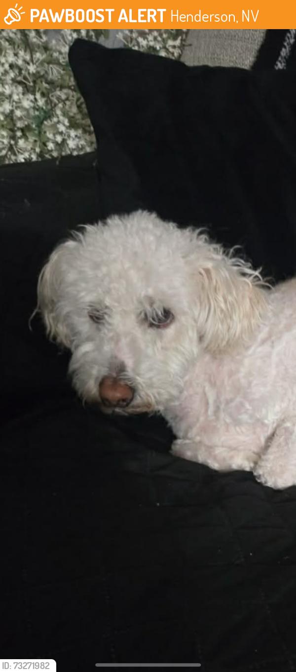 Found/Stray Male Dog last seen Van Wagenen and Pacific, Henderson, NV 89015