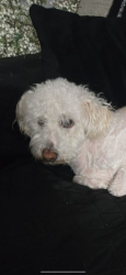 Found/Stray Male Dog last seen Van Wagenen and Pacific, Henderson, NV 89015