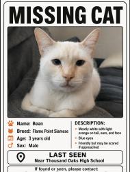 Reunited Male Cat last seen Moorpark rd and Avenida de las flores, Thousand Oaks, CA 91360