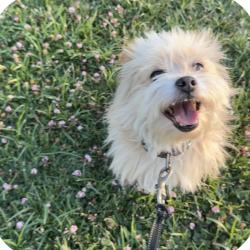 Lost Male Dog last seen My street, Redlands, CA 92374