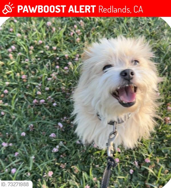 Lost Male Dog last seen My street, Redlands, CA 92374