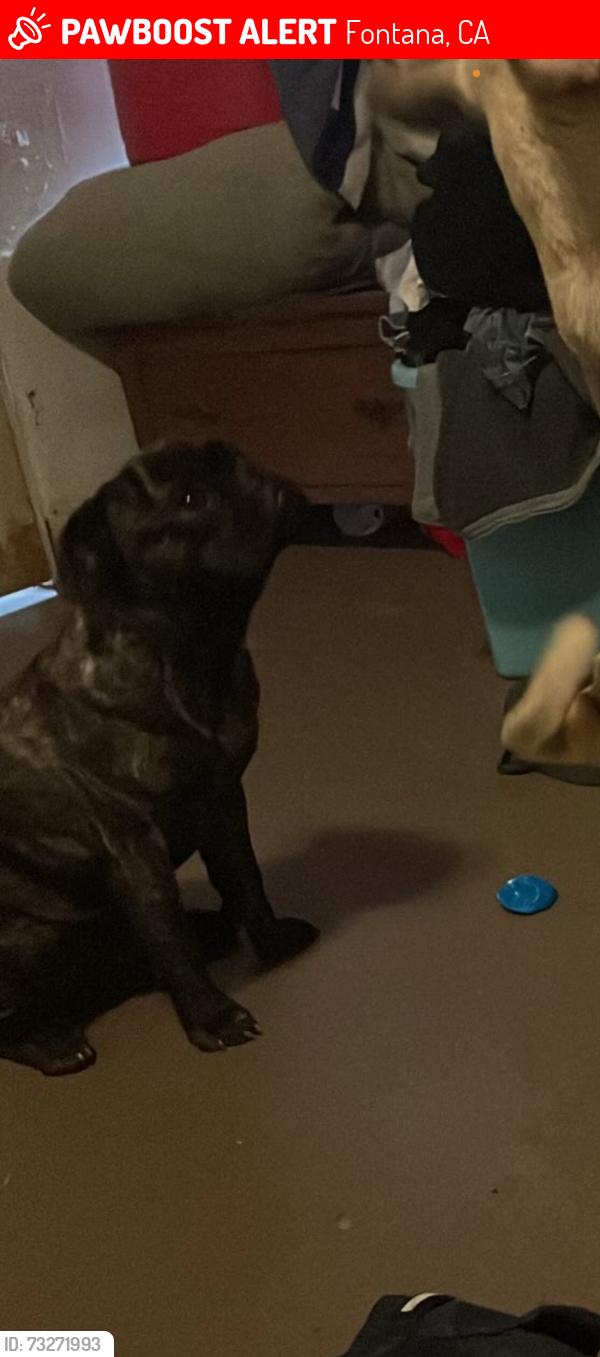 Lost Male Dog last seen Near Newport ave, Fontana, CA 92335