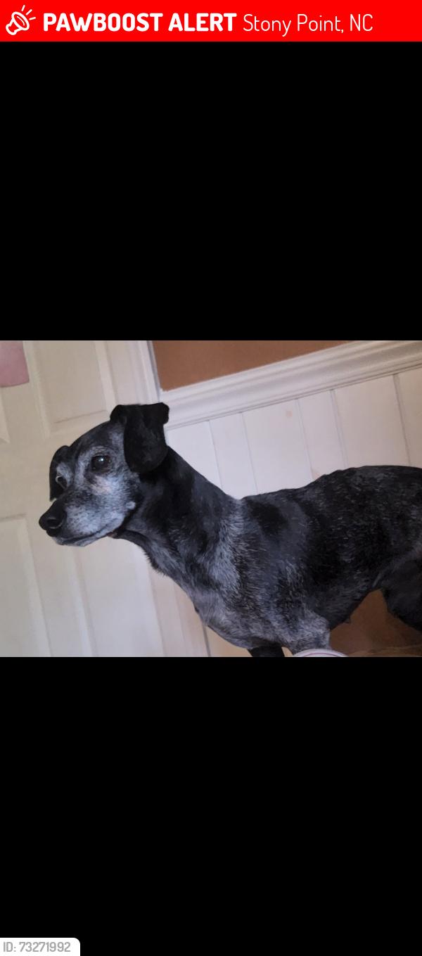 Lost Female Dog last seen linda ln stony point nc, Stony Point, NC 28678