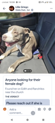 Lost Female Dog last seen Edith and ranchitos, Albuquerque, NM 87113