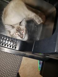 Found/Stray Female Cat last seen Vermont Ave in paramount, Paramount, CA 90723