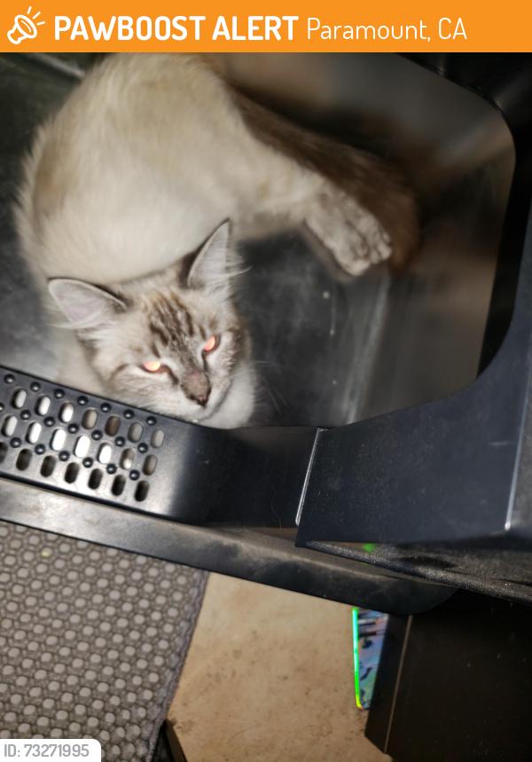 Found/Stray Female Cat last seen Vermont Ave in paramount, Paramount, CA 90723