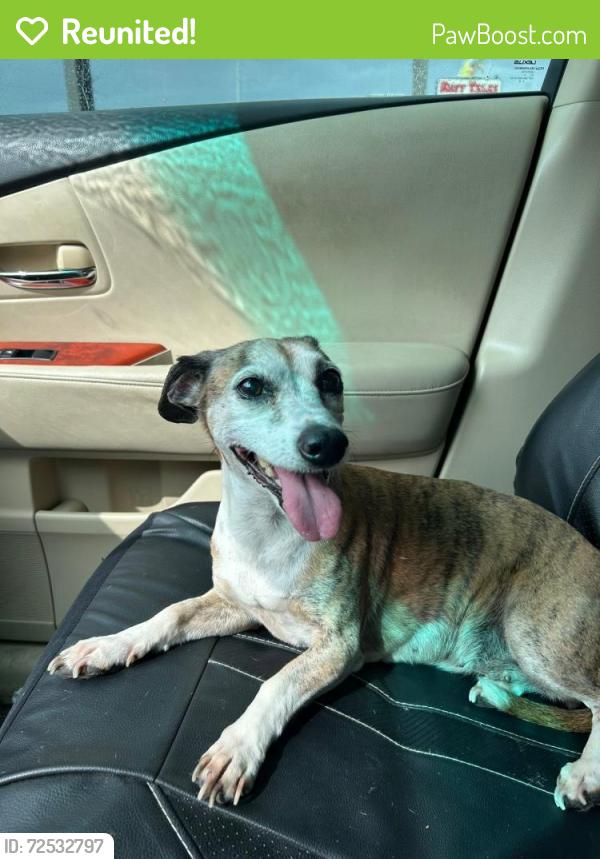 Reunited Female Dog last seen In my backyard, Cypress, TX 77429