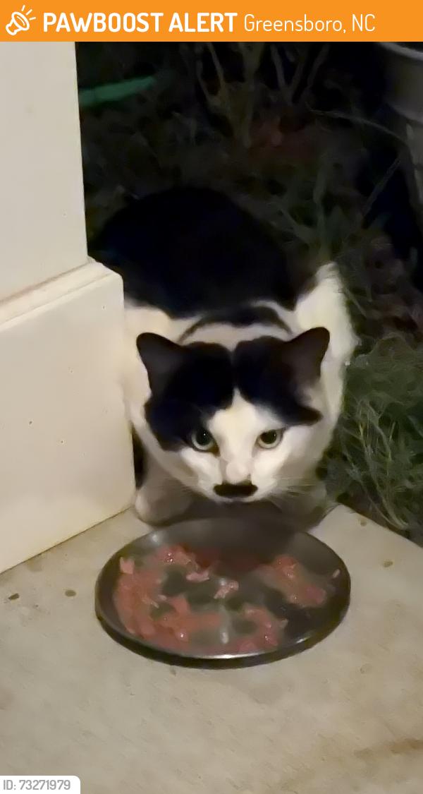 Found/Stray Unknown Cat last seen Amasia Ct, Greensboro, NC 27406