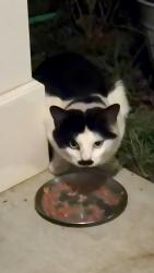 Found/Stray Unknown Cat last seen Amasia Ct, Greensboro, NC 27406