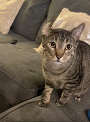 Reunited Male Cat last seen Near Murica Aisle, Irvine, CA 92614, USA, Irvine, CA 92614