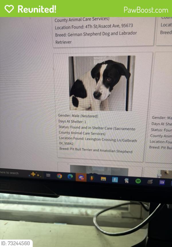 Reunited Male Dog last seen Foothill, Oakland, CA 94601