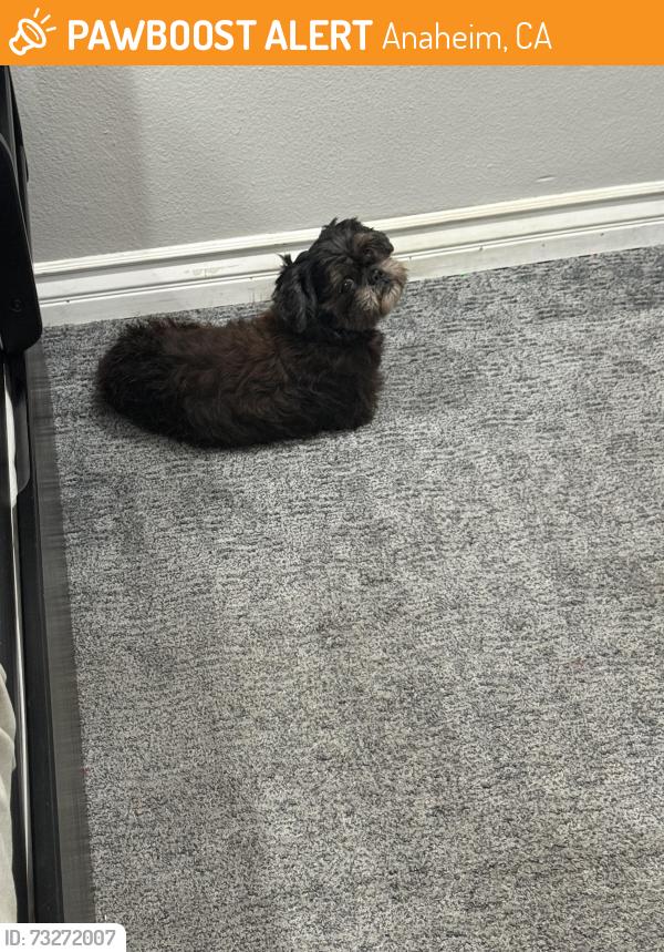 Found/Stray Male Dog last seen Euclid st, Anaheim, CA 92803