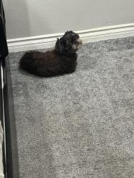 Found/Stray Male Dog last seen Euclid st, Anaheim, CA 92803