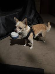 Reunited Male Dog last seen E Cienega Ave, Covina, CA, USA, Covina, CA 91722
