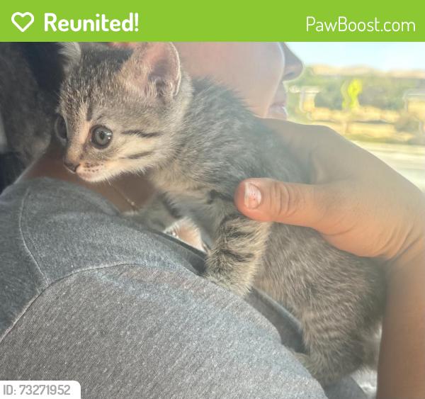 Reunited Female Cat last seen Rocket ship delta prep, Antioch, CA 94509