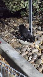 Found/Stray Unknown Cat last seen Merced and Puente, Baldwin Park, CA 91706