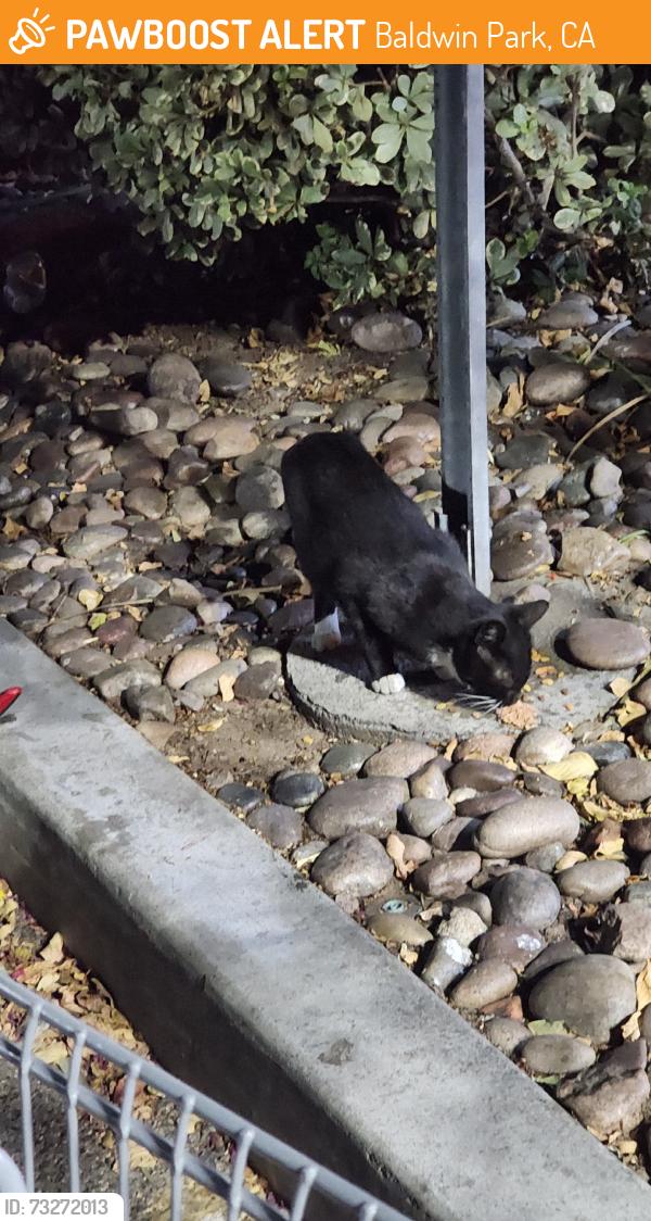 Found/Stray Unknown Cat last seen Merced and Puente, Baldwin Park, CA 91706
