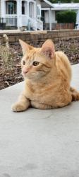 Lost Male Cat last seen 2nd st and pepper dr, El Cajon, CA 92021