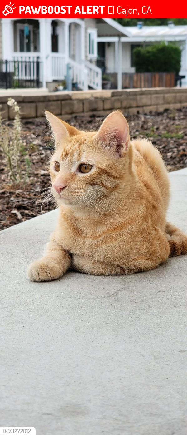 Lost Male Cat last seen 2nd st and pepper dr, El Cajon, CA 92021