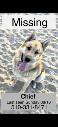 Lost Male Dog last seen Walgreens, Oakland, CA 94601