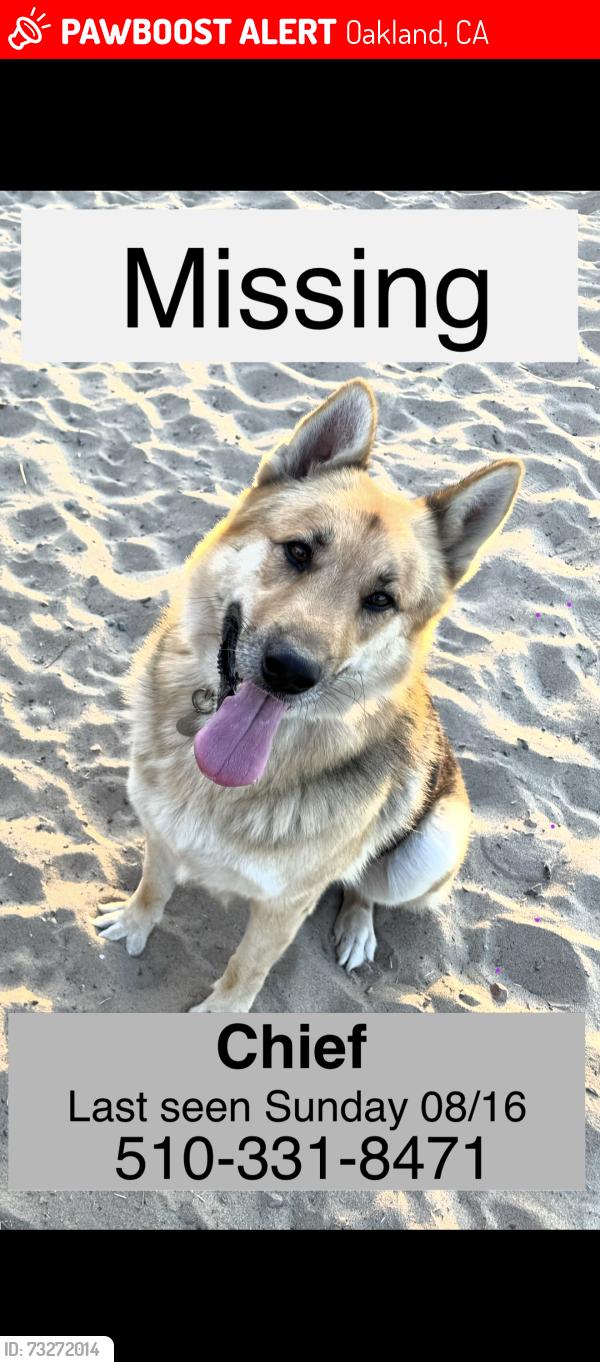 Lost Male Dog last seen Walgreens, Oakland, CA 94601