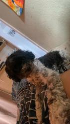 Lost Female Dog last seen McLaughlin and spirol, San Jose, CA 95121