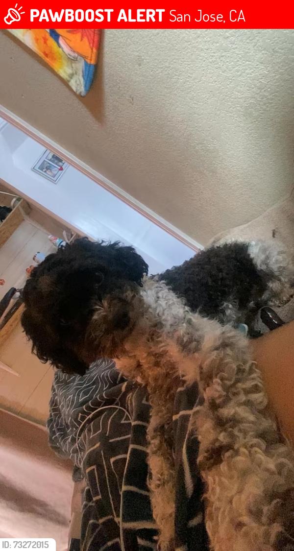 Lost Female Dog last seen McLaughlin and spirol, San Jose, CA 95121