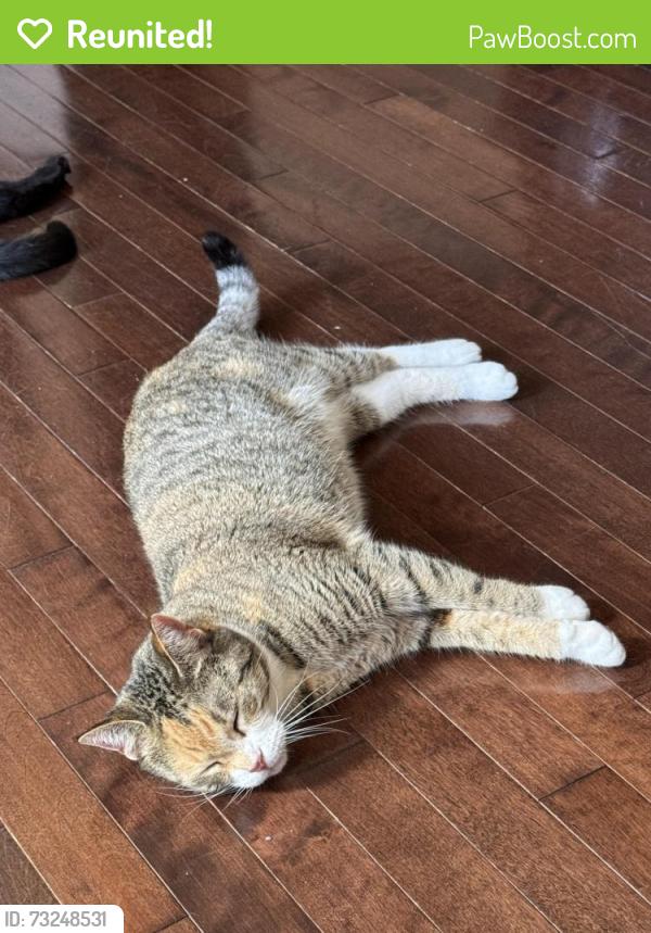 Reunited Female Cat last seen Last seen in backyard near Marshall springs school in evergreen, Calgary, AB 