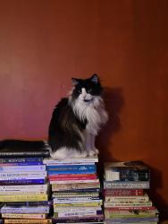 Reunited Male Cat last seen Queens Drive, Finsbury Park, England 