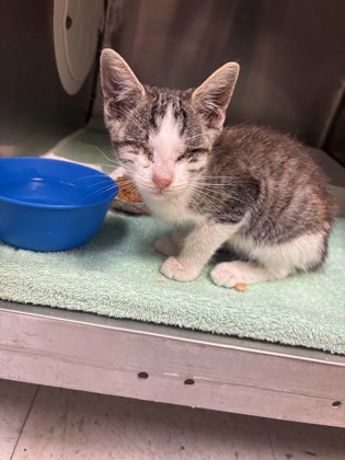 Shelter Stray Male Cat last seen Near Ranchland, CITY of El Paso, TX, 5001 Fred Wilson Ave, El Paso, TX 79906, USA