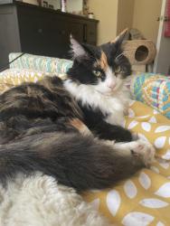 Reunited Female Cat last seen Canbrian hse, 60 wood road, Greater Manchester, England M16 8BL