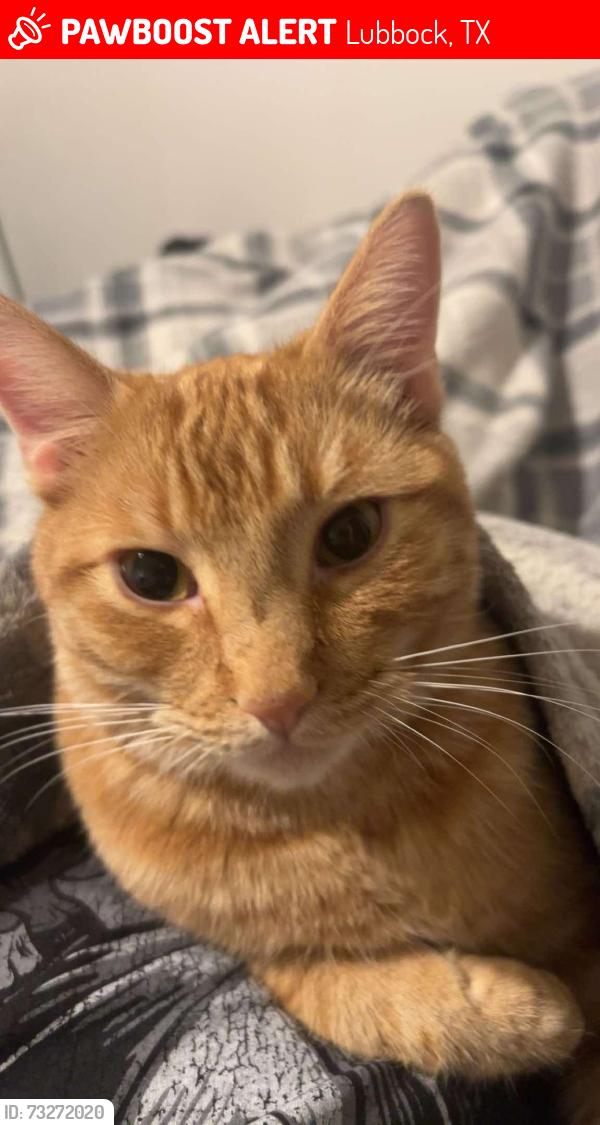 Lost Male Cat last seen Near 37th st, Lubbock, TX 79407