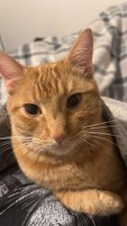 Lost Male Cat last seen Near 37th st, Lubbock, TX 79407