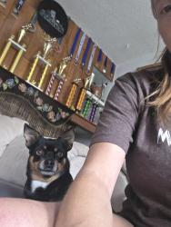 Reunited Male Dog last seen Mansfield and Loyola dr, Aurora, CO 80013