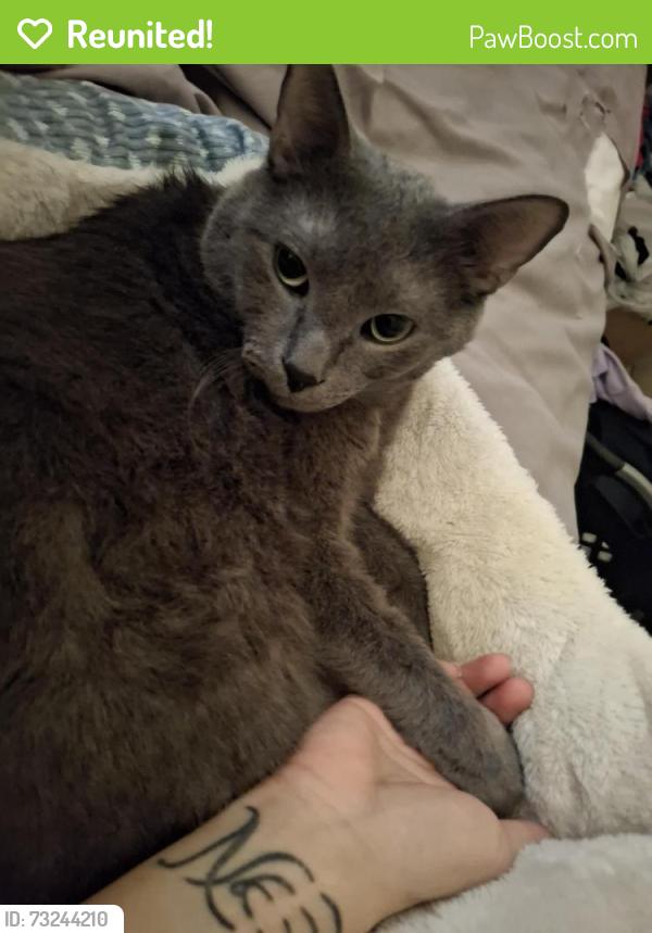 Reunited Male Cat last seen Testa dr. And birch ln., Justice, IL 60458