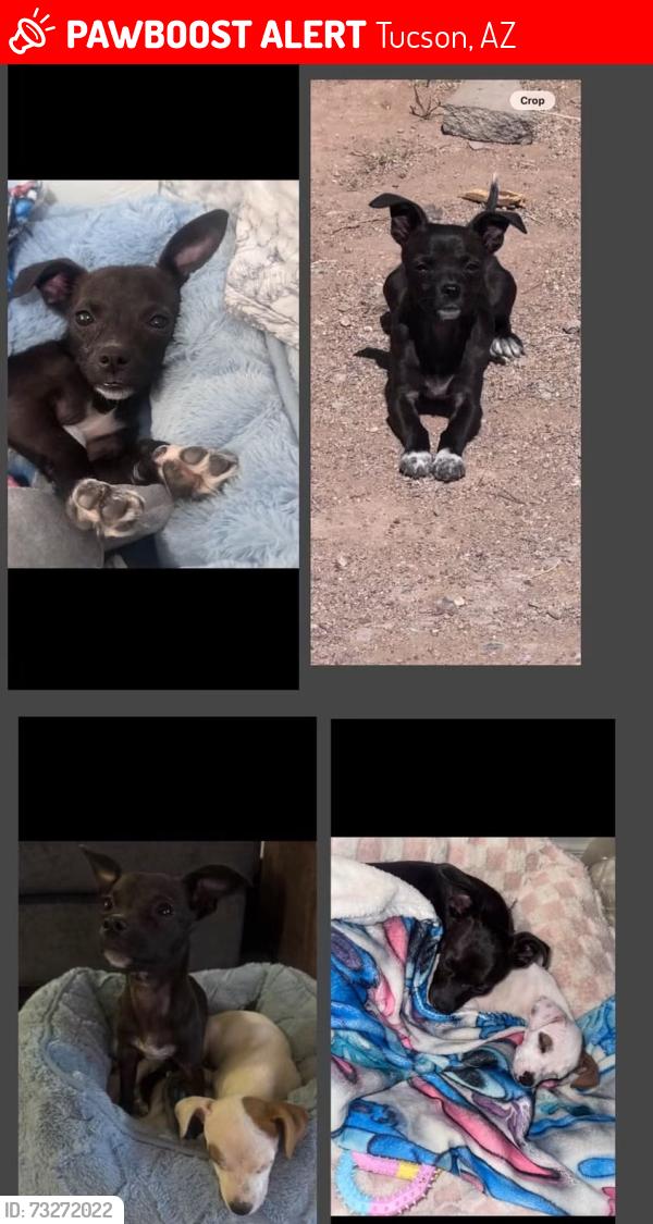 Lost Female Dog last seen Oklahoma sixth Avenue, Tucson, AZ 85714