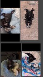 Lost Female Dog last seen Oklahoma sixth Avenue, Tucson, AZ 85714