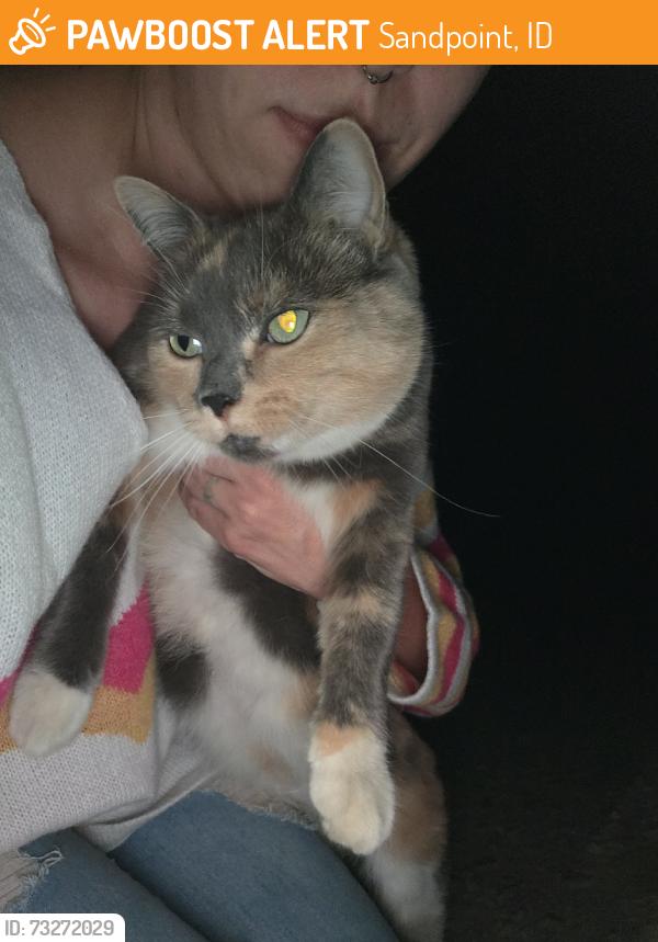 Found/Stray Unknown Cat last seen Jefferson and alder, Sandpoint, ID 83864
