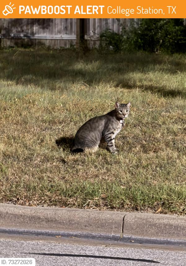 Found/Stray Unknown Cat last seen Seen near sorority row by the AOPi hse, College Station, TX 77840