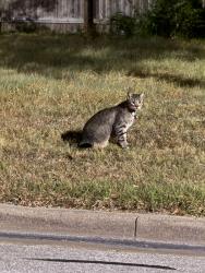 Found/Stray Unknown Cat last seen Seen near sorority row by the AOPi hse, College Station, TX 77840