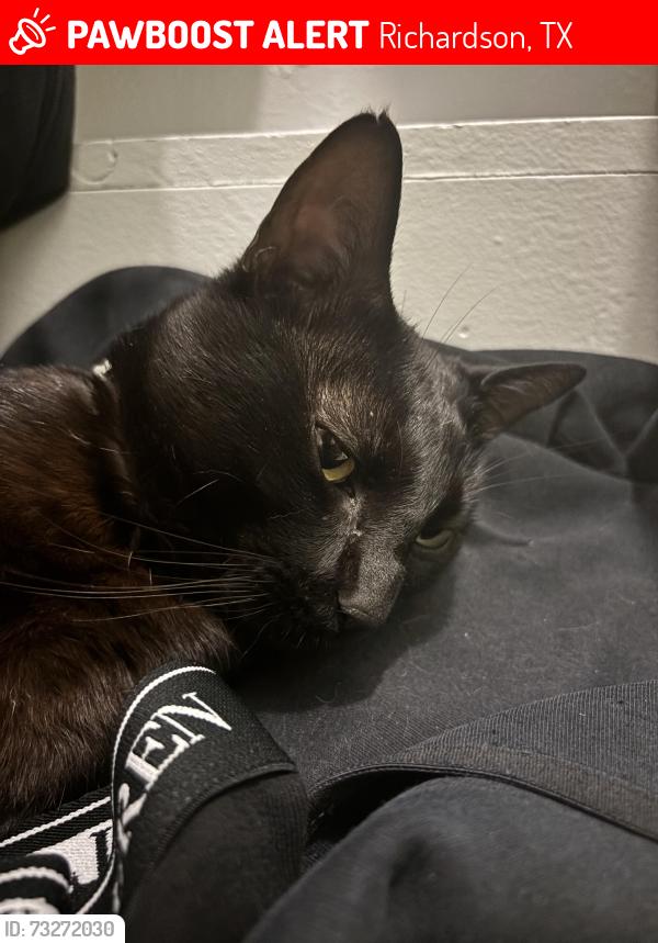 Lost Male Cat last seen Shenandoah apmts, Richardson, TX 75080