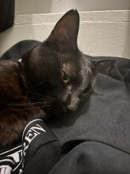 Lost Male Cat last seen Shenandoah apmts, Richardson, TX 75080